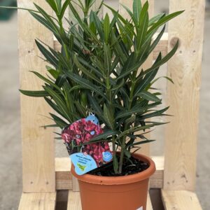 Oleander L rot