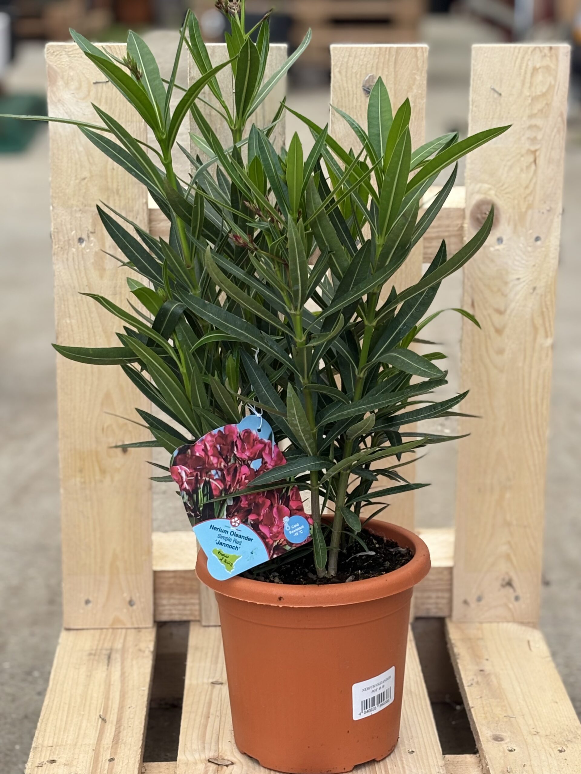 Oleander L rot
