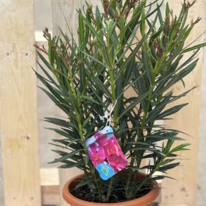 Oleander L rosa