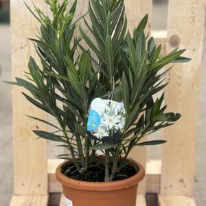 Oleander L weiß