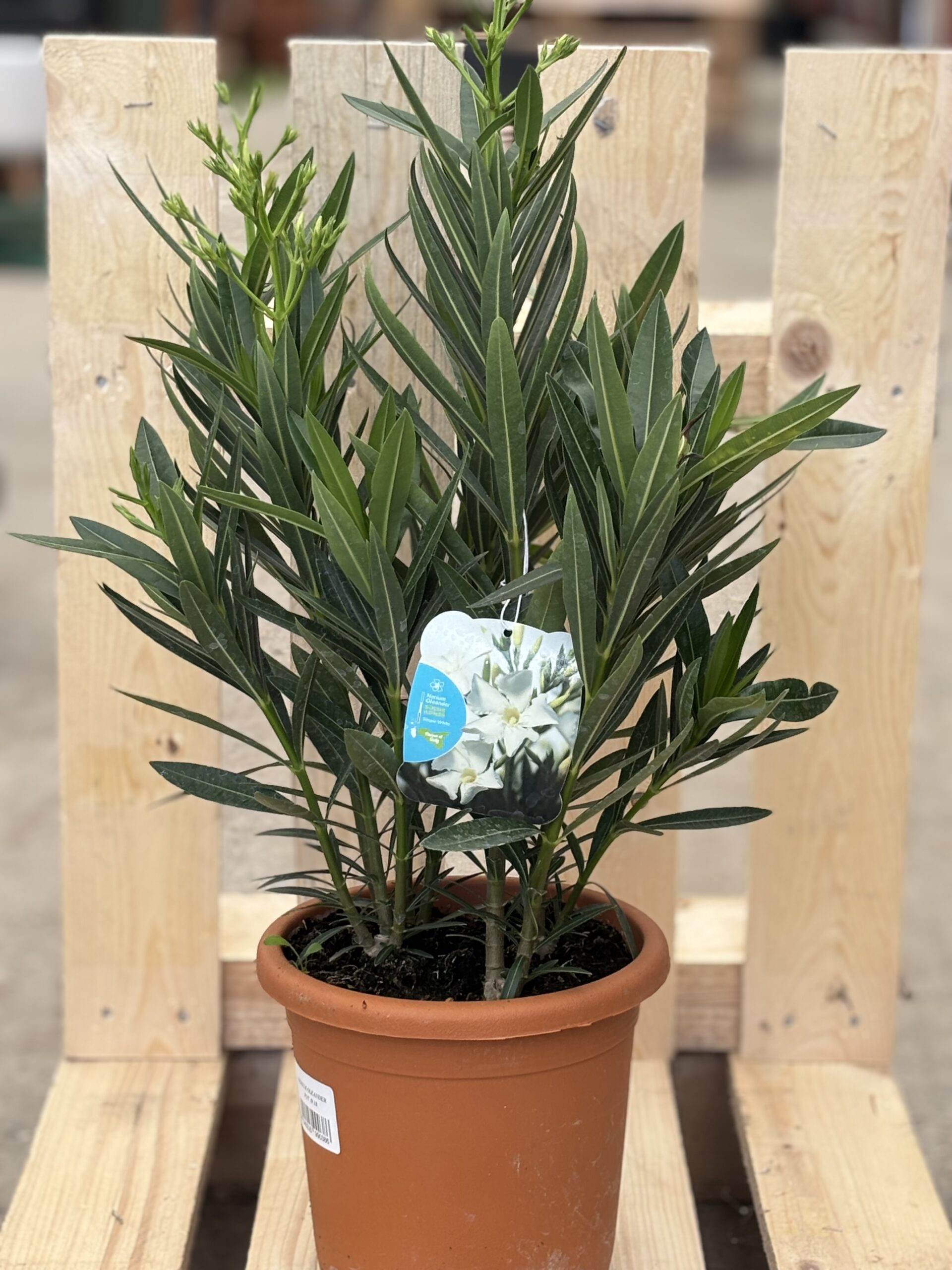 Oleander L weiß
