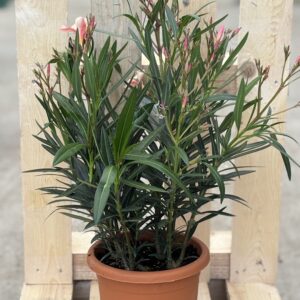 Oleander L rose