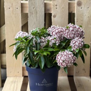 Kalmia latifolia ‘Nani’