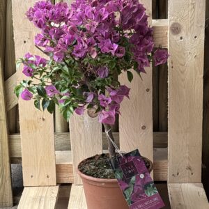 Bougainvillea Stämmchen