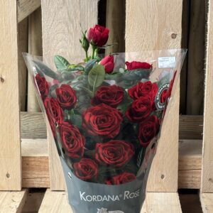 Mini Rose rot, Rosa, weiss