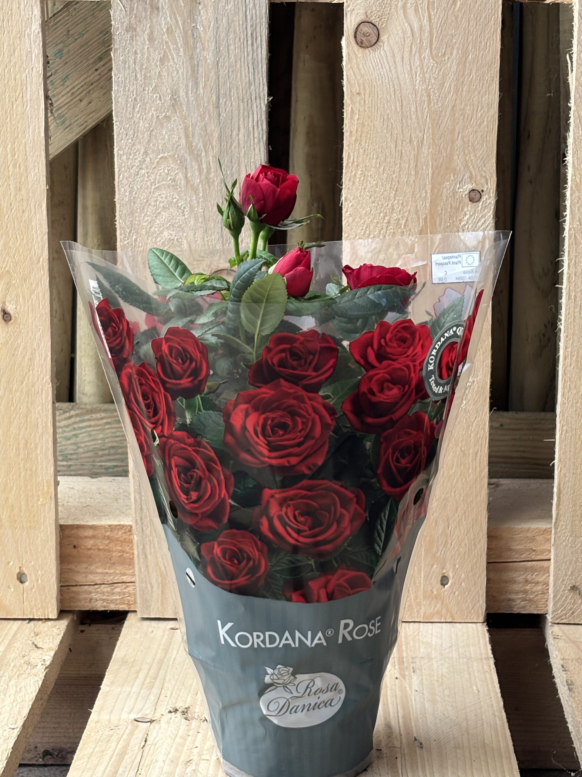 Mini Rose rot, Rosa, weiss