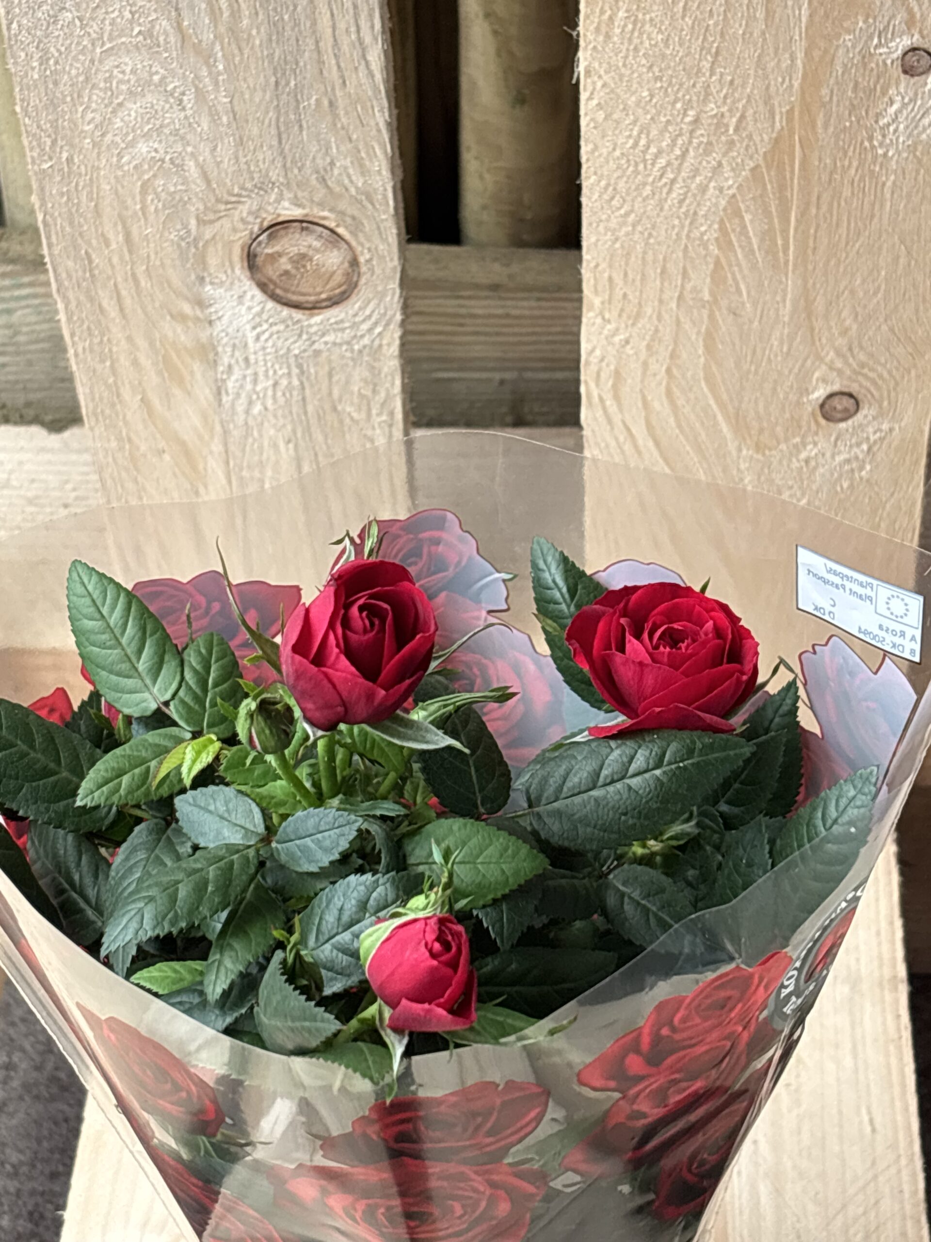Mini Rose rot, Rosa, weiss – Bild 2