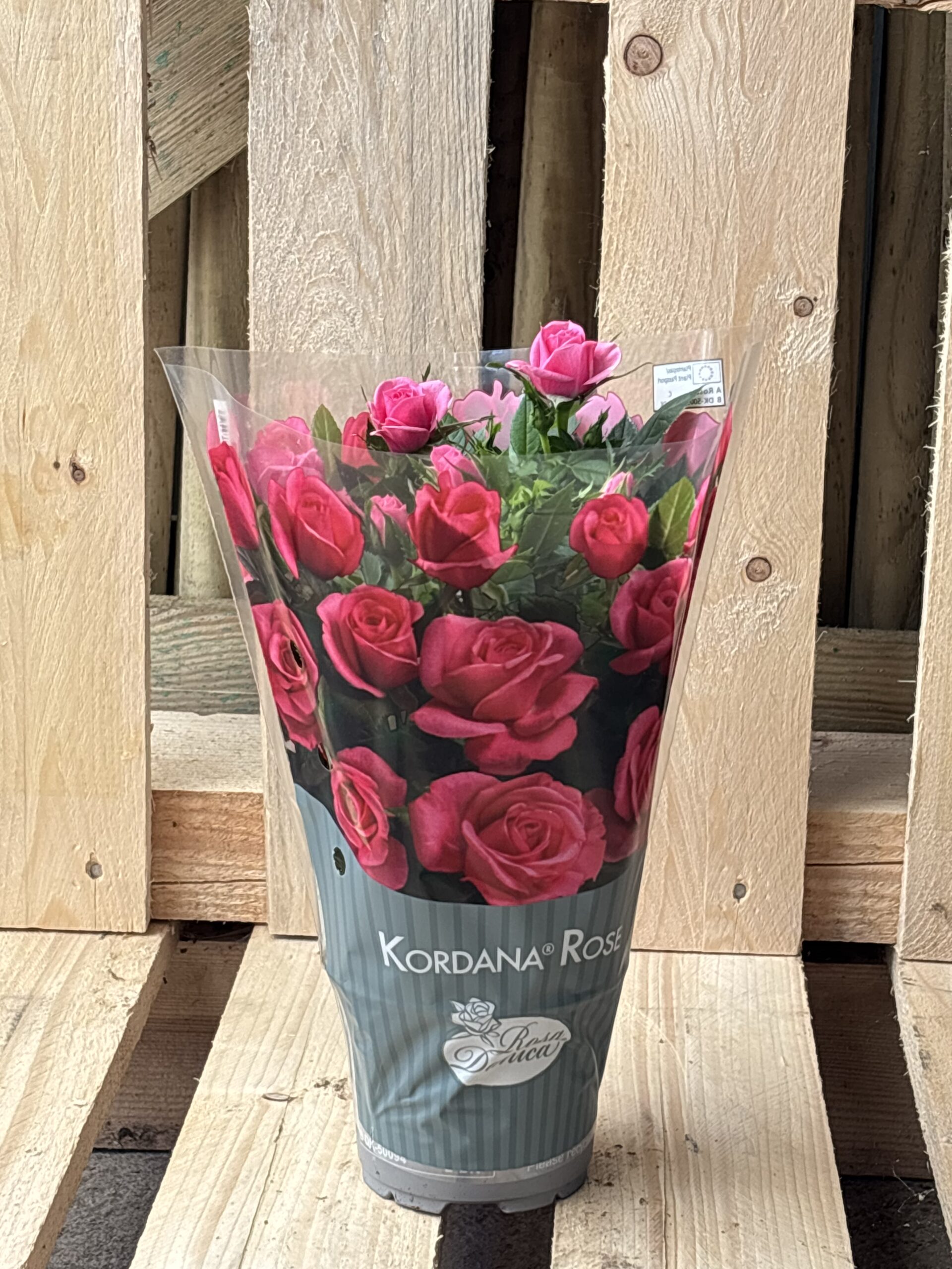 Mini Rose rot, Rosa, weiss – Bild 4