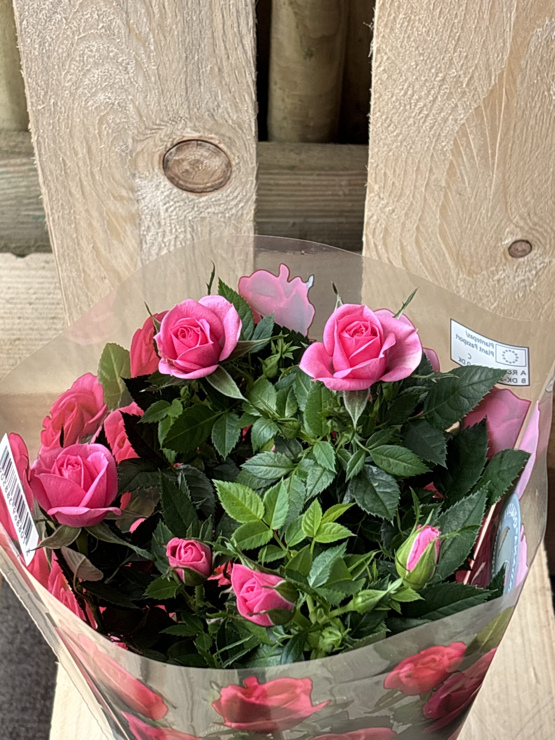 Mini Rose rot, Rosa, weiss – Bild 3