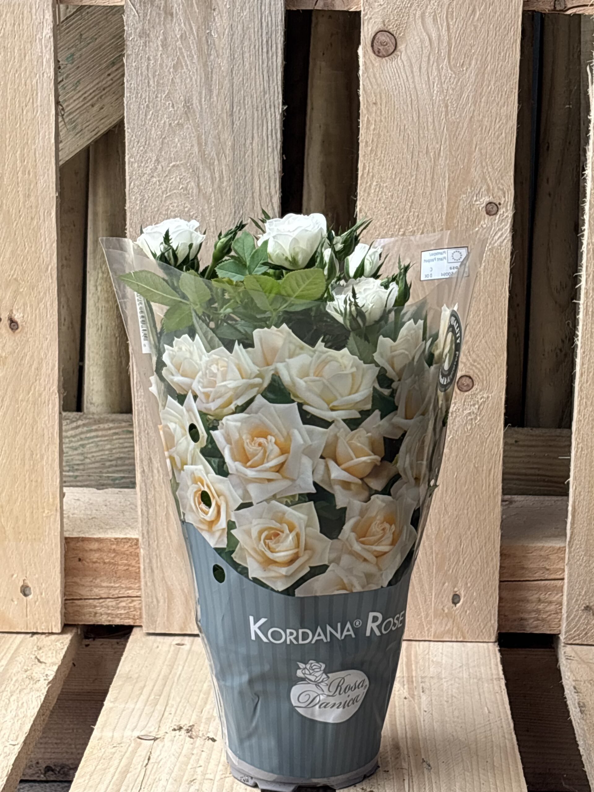 Mini Rose rot, Rosa, weiss – Bild 5