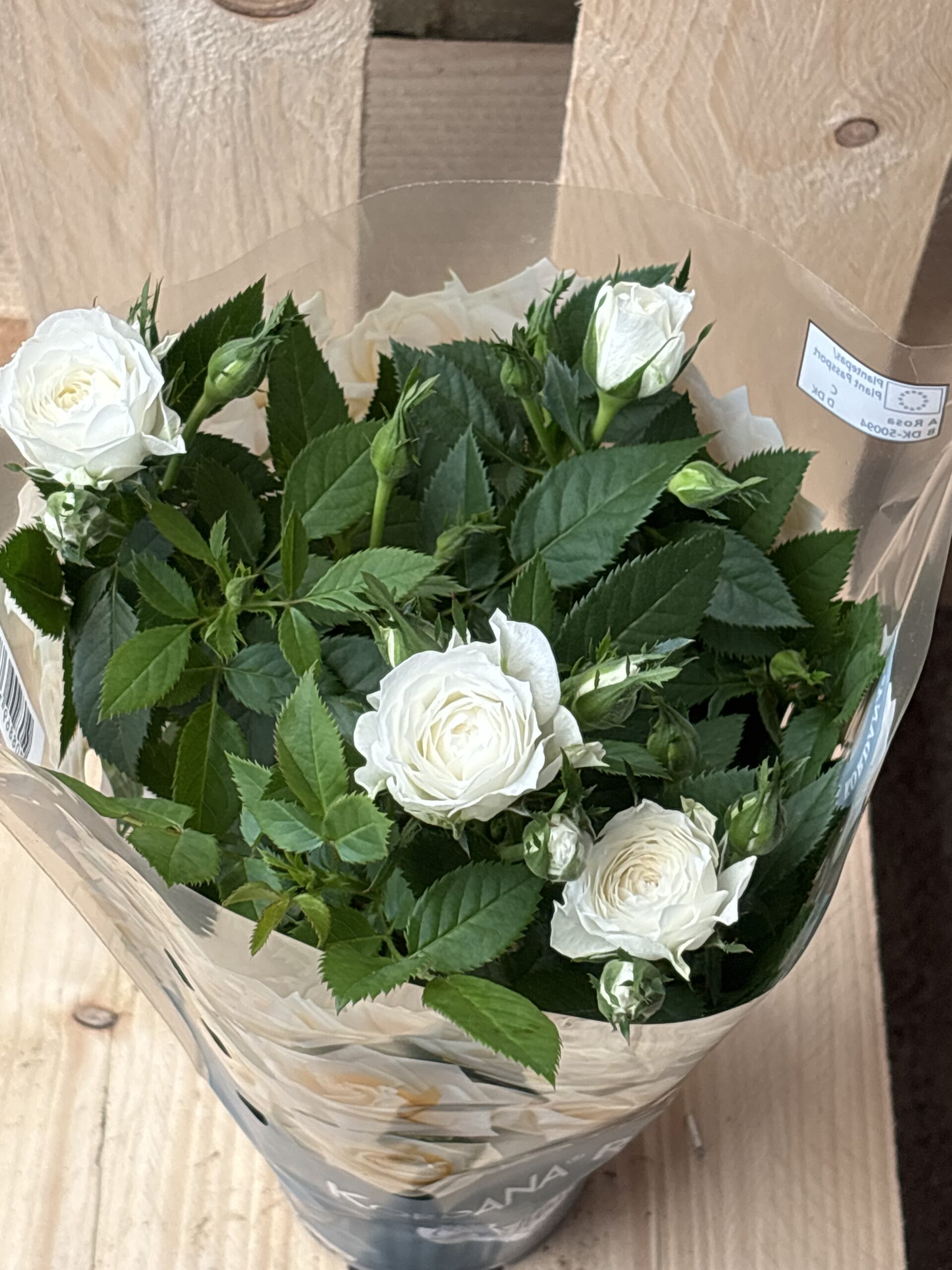 Mini Rose rot, Rosa, weiss – Bild 6