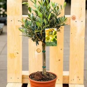 Olivenbaum (Olea europaea)