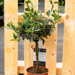 Olivenbaum (Olea europaea)