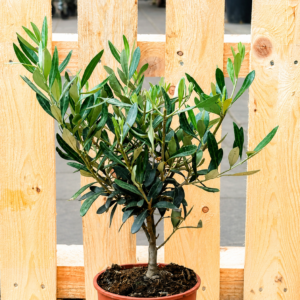 Olivenbaum (Olea europaea)