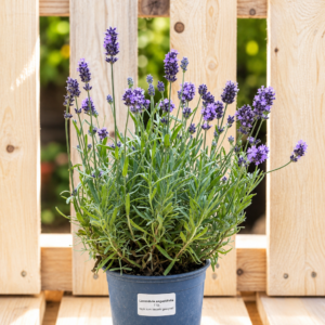Lavendel M