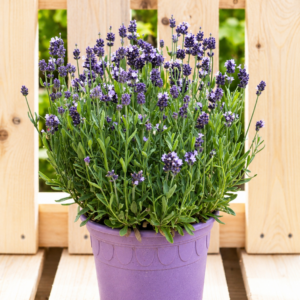 Lavendel L
