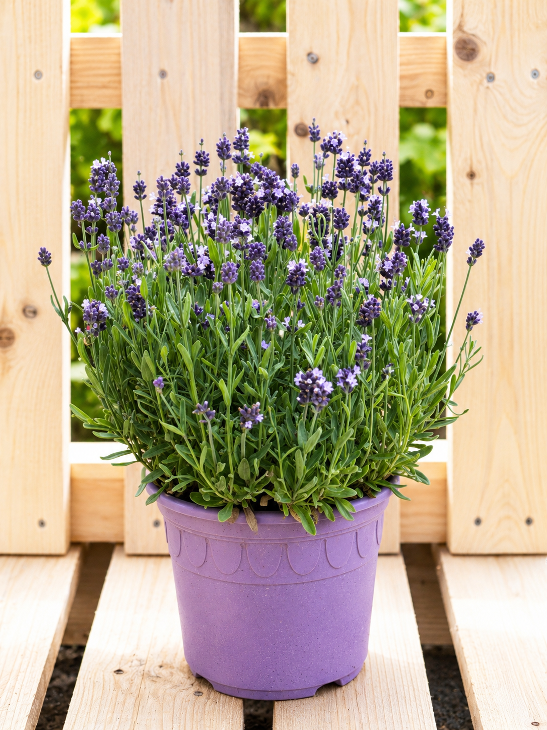 Lavendel L