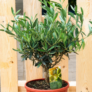 Olivenbaum (Olea europaea)