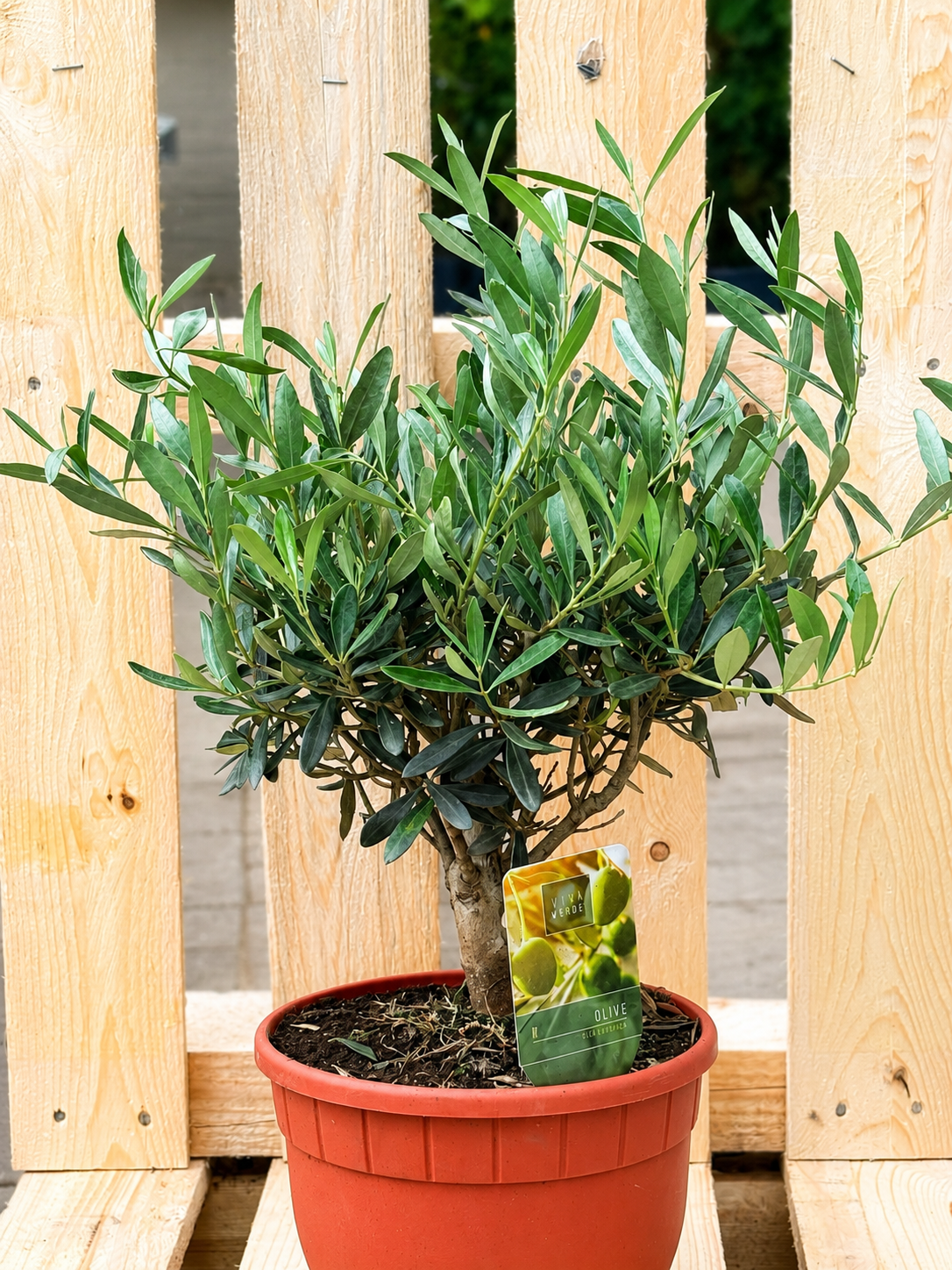 Olivenbaum (Olea europaea)