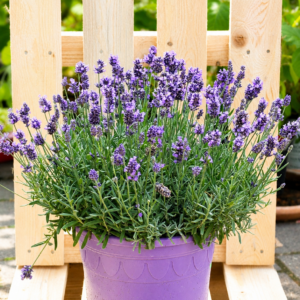 Lavendel XL
