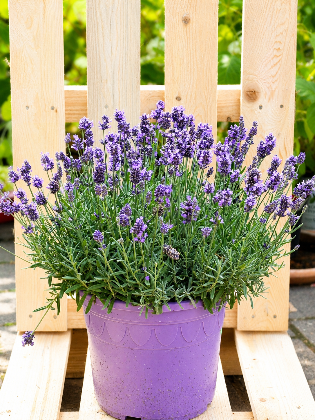 Lavendel XL
